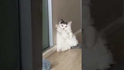 funny viral cute cat