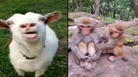 Super cute animals the best are amazing 2021