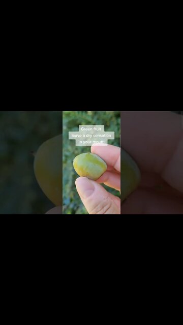 Forage for Sugar Plums on the Homestead