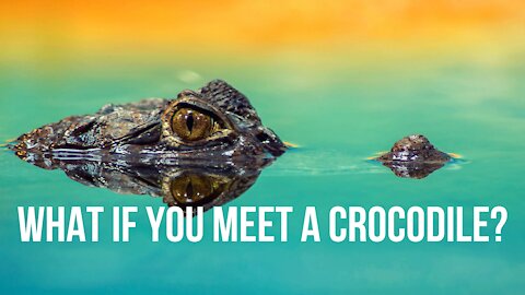 Are You Afraid of Crocodiles?