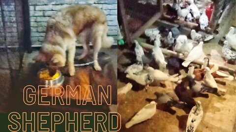 Jerman Shepherd dog