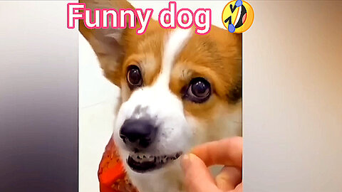 Funny dog🤣🔥😺 being angry with owner | ua58sb #dog #animals #funnyanimal