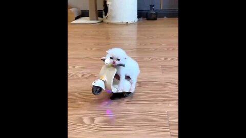 cute kitten