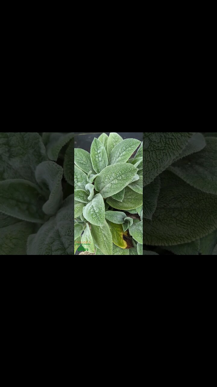 Lambs Ear: A silver-green ground cover plant with plush texture (Stachys byzantina)