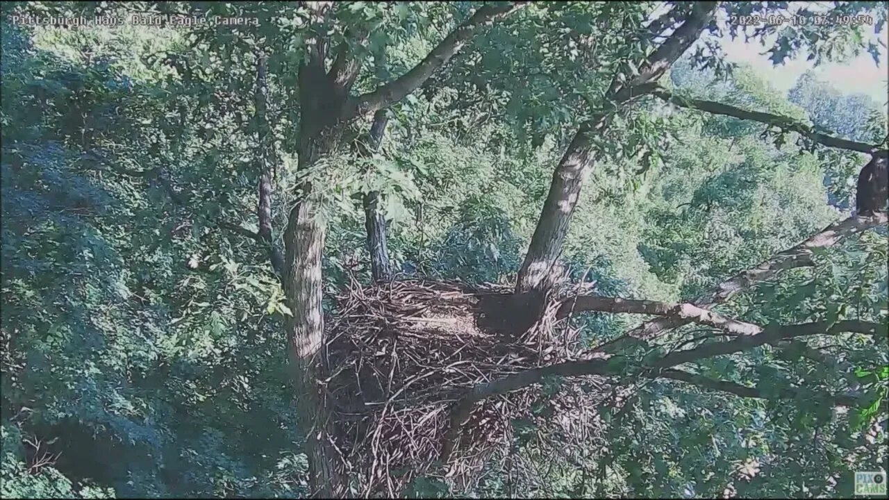 Hays Bald Eagles Juvenile Returns From Morning Fledge 61022