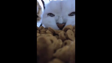 When Food is Life😻|Cute Cats Eating Cat Food😽
