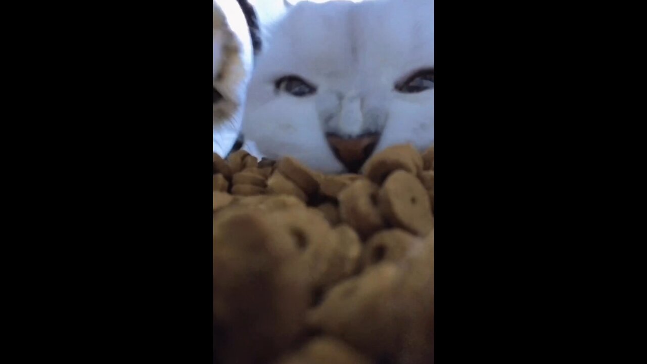 When Food is Life😻|Cute Cats Eating Cat Food😽