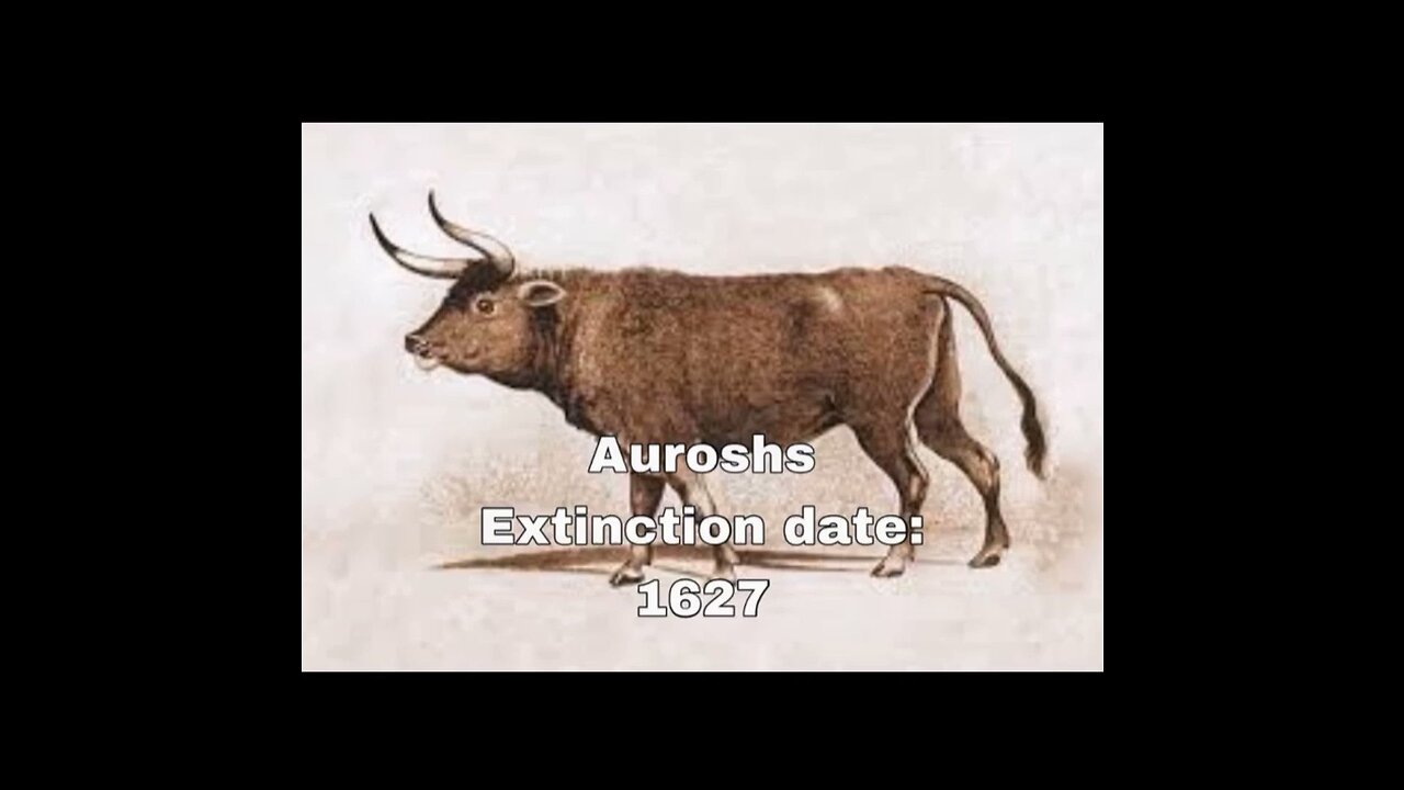 Animals that went extinct because of humans