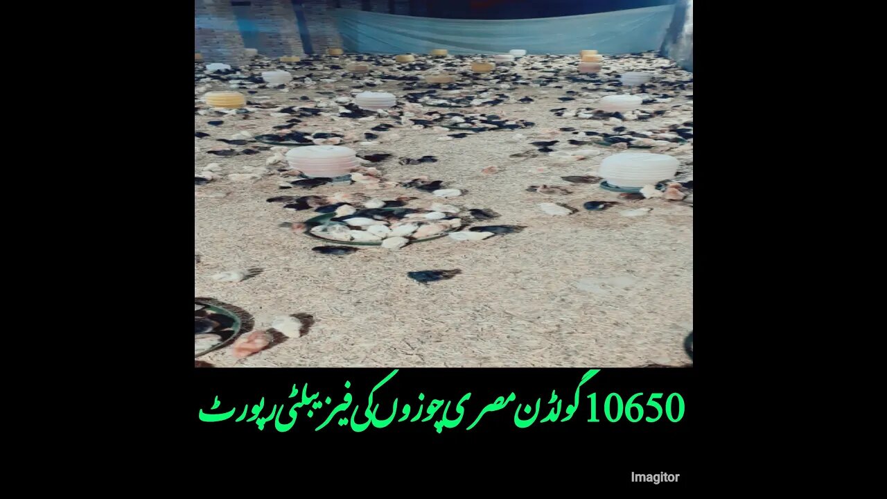 Fisibility Report Of 10650 Golden Misri Chicks-گولڈن مصری 10650 چوزوں کی مکمل رپورٹ