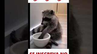 Filhote de Guaxinim comilão #shorts