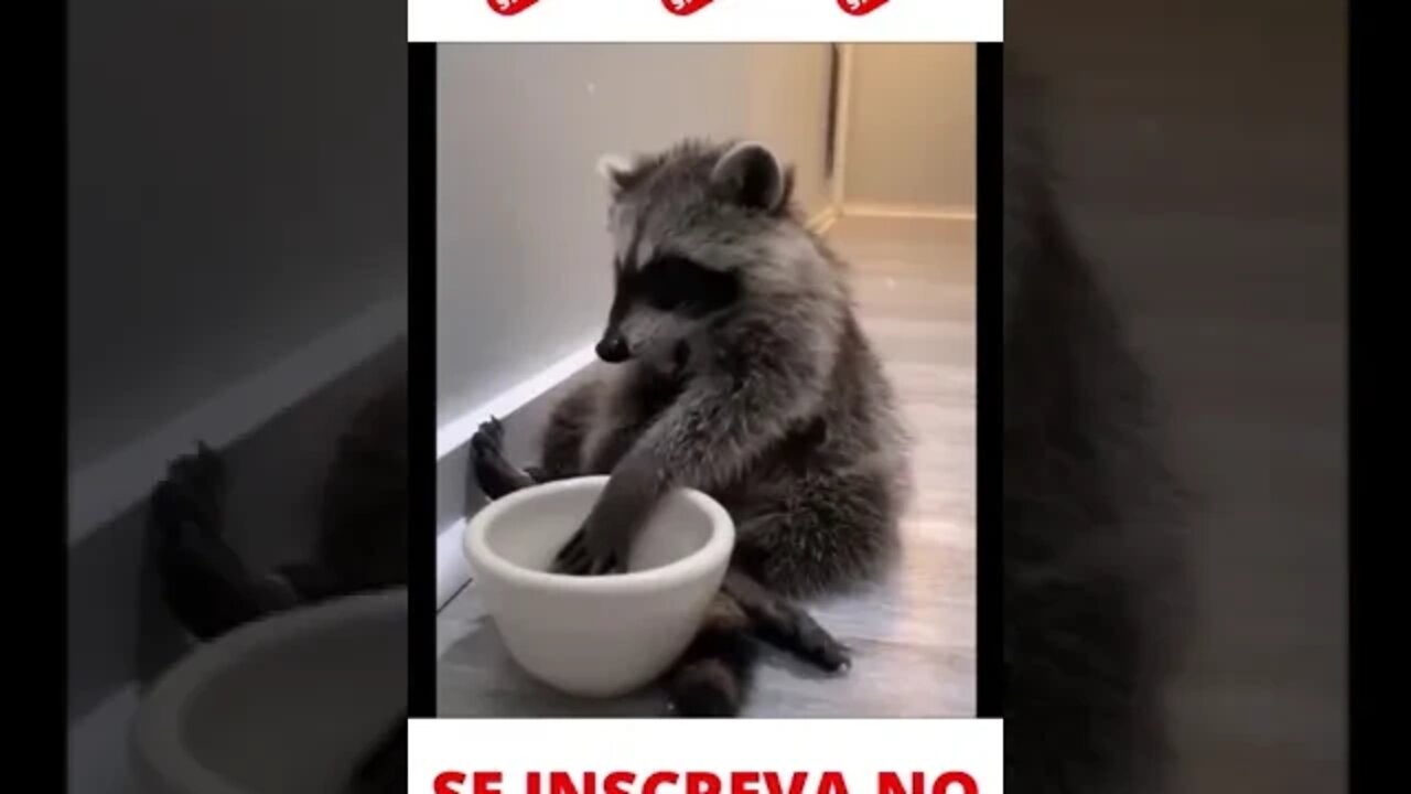 Filhote de Guaxinim comilão #shorts