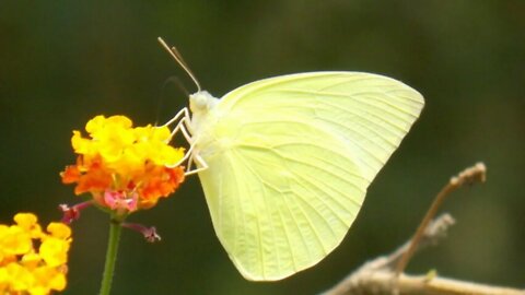 Yellow Butterfly Animal Spirit Came Today! First Day of Fall!