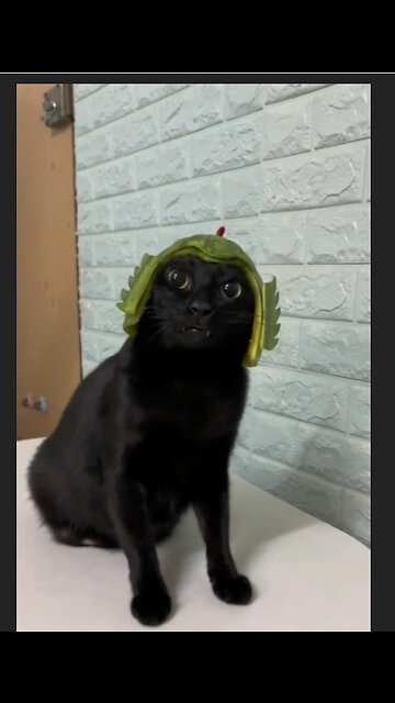 all animals full party and full form and my new looking