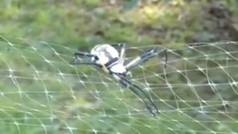 Person sees Tarantulasaurus Rex in the wild.