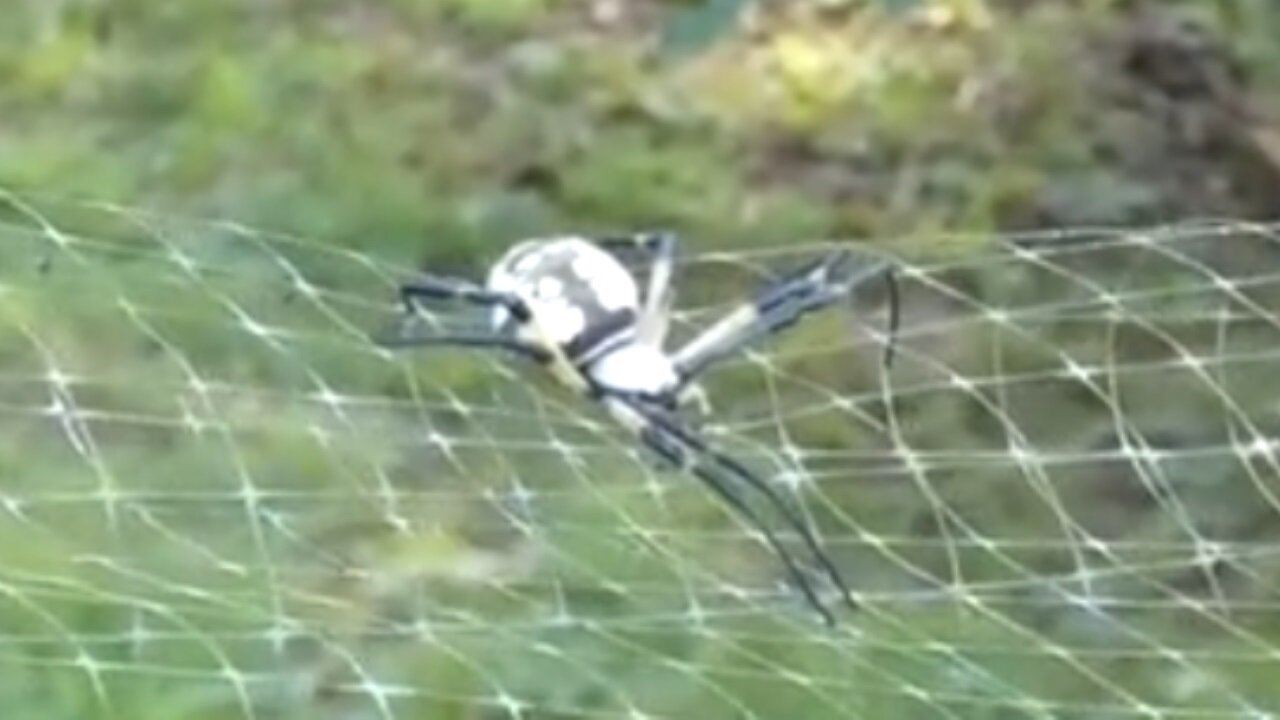 Person sees Tarantulasaurus Rex in the wild.