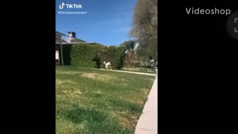 Happy dog 🐩