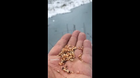 Hand feeding birds