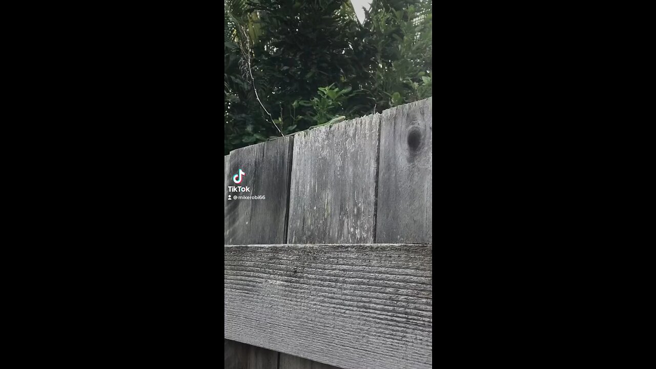 Gecko on the fence