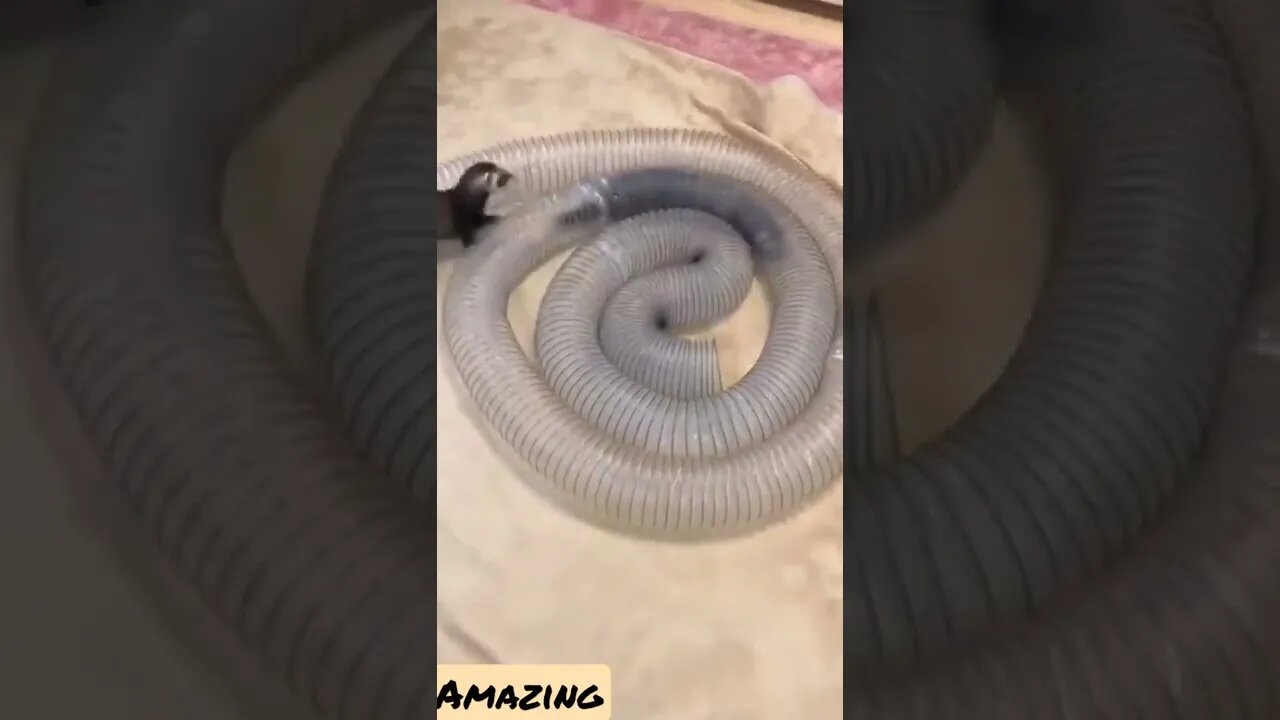 Amazing animals