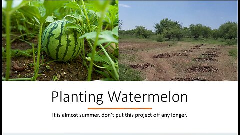 Planting Watermelon