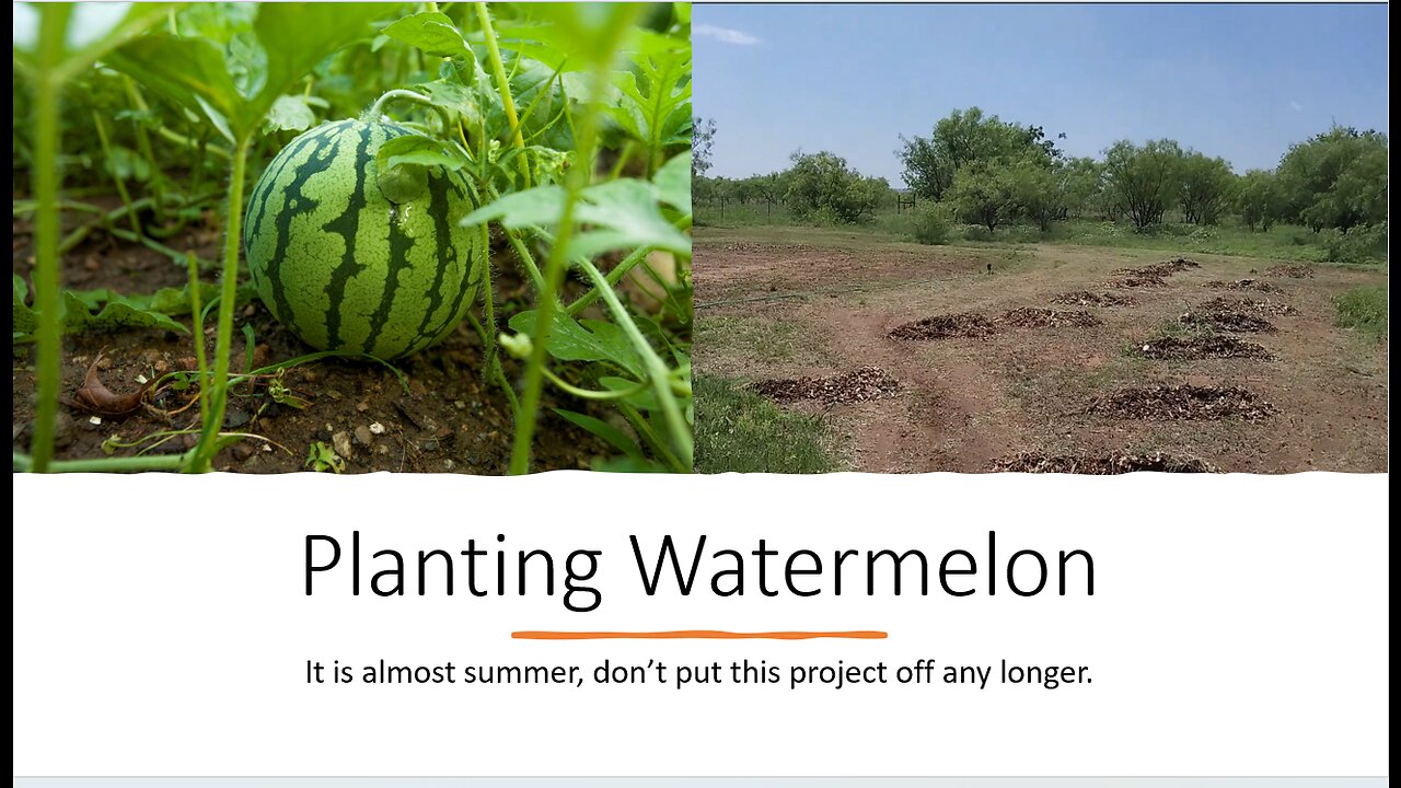 Planting Watermelon