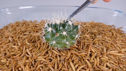 MEALWORMS VS CACTUS