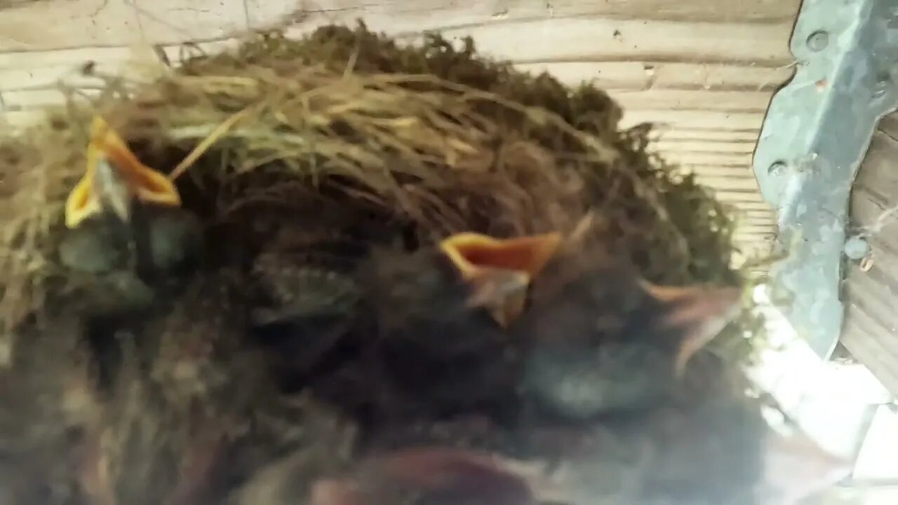 Baby Birds