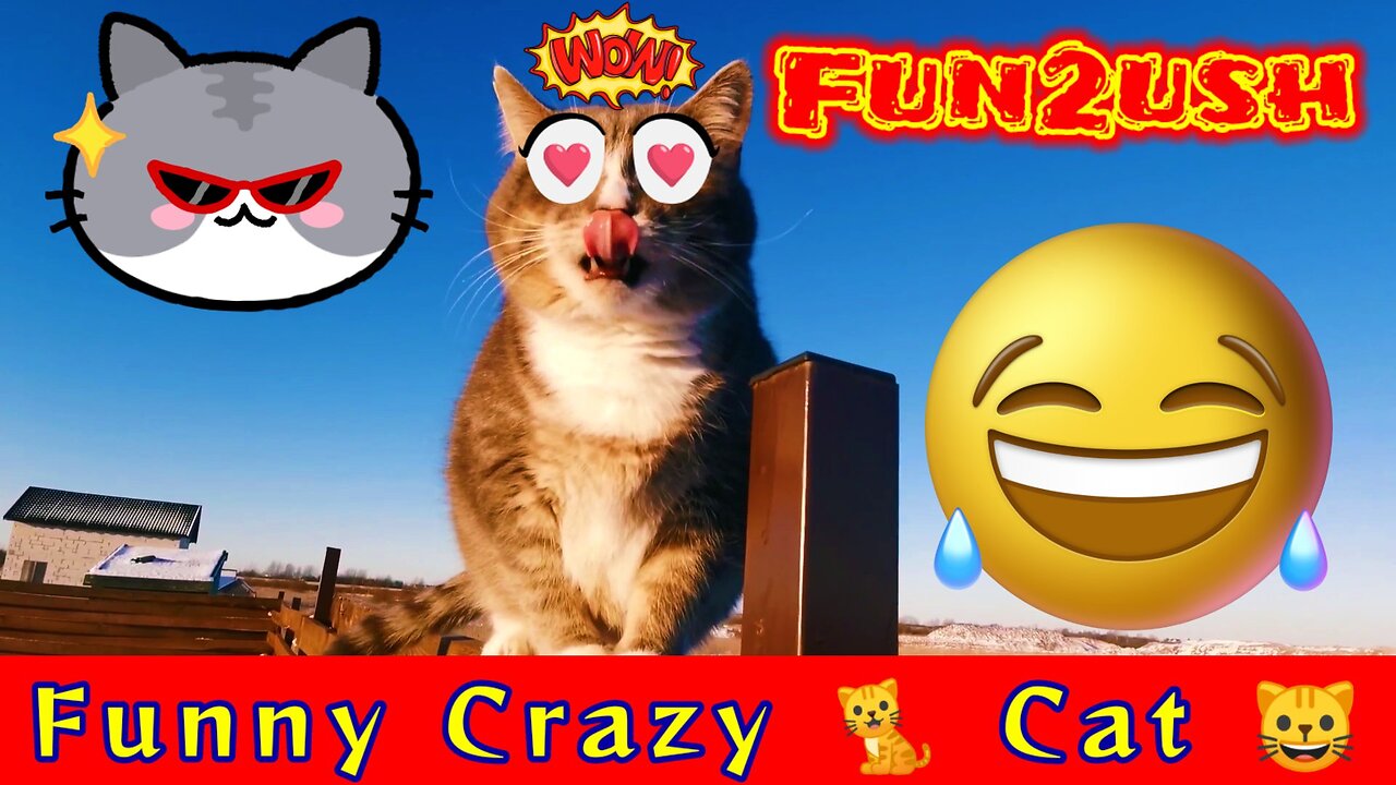 Funny cat😺 video, Crazy 🤣 cat, funny animals only on Fun2ush