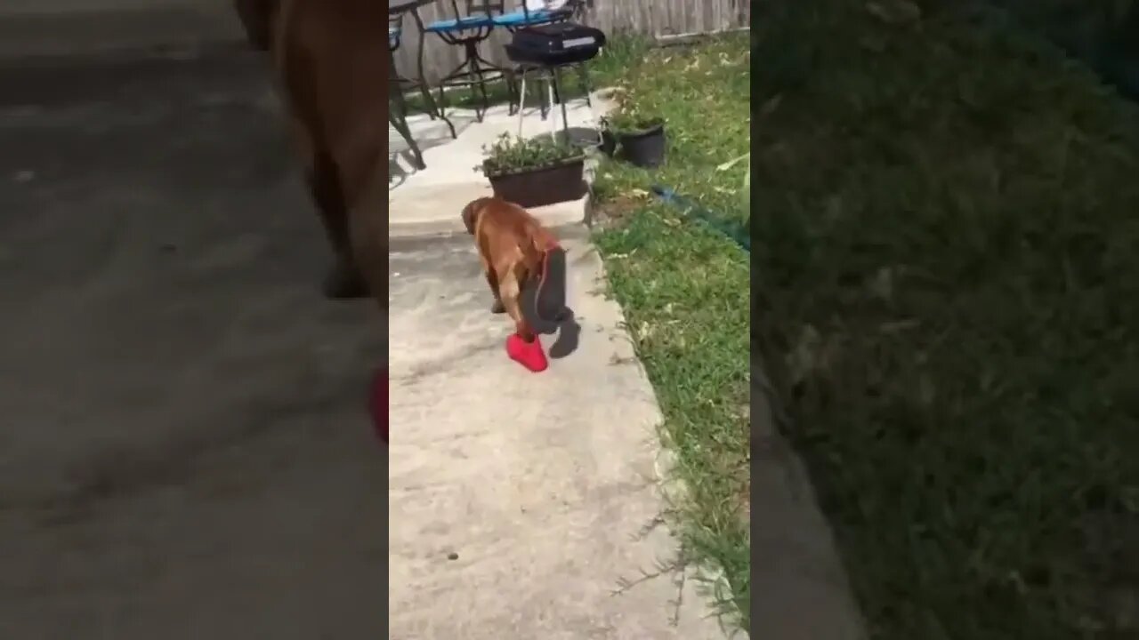 It's time to buy a pair of shoes for my dog.