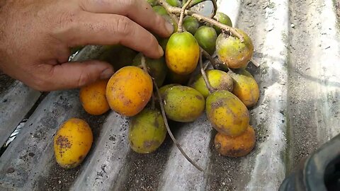 frutiferas produzindo em vaso grumixama anã dovialis doce sapoti cajá anã (feliz dia dos pais)