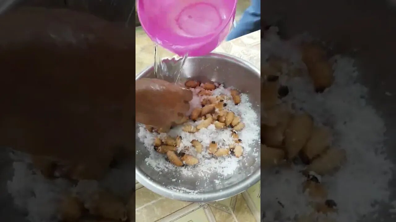 ដង្កូវដួង#shorts