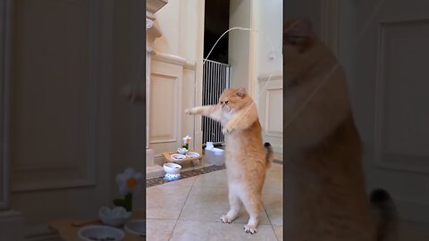 Cat jump rope || funny animal video 🤣 || funny cat video 🐱🤣🤣