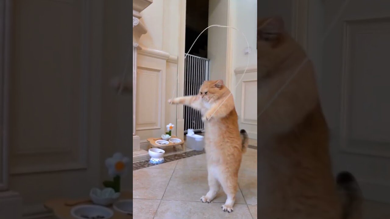 Cat jump rope || funny animal video 🤣 || funny cat video 🐱🤣🤣
