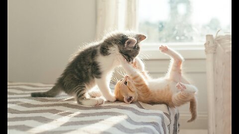 Funny animals