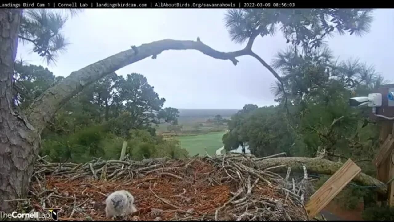 Mom Returns From Morning Break-Cam One 🦉 3/9/22 08:56