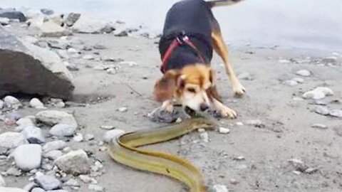 Dog bite electric eels! It thought it had meat to eat, but it was electrocuted to suspect the dog