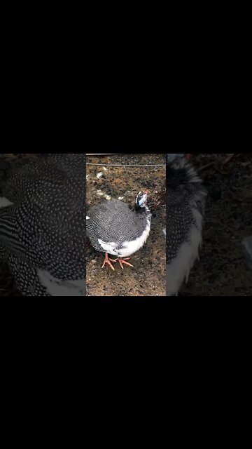 Picachu is growing up