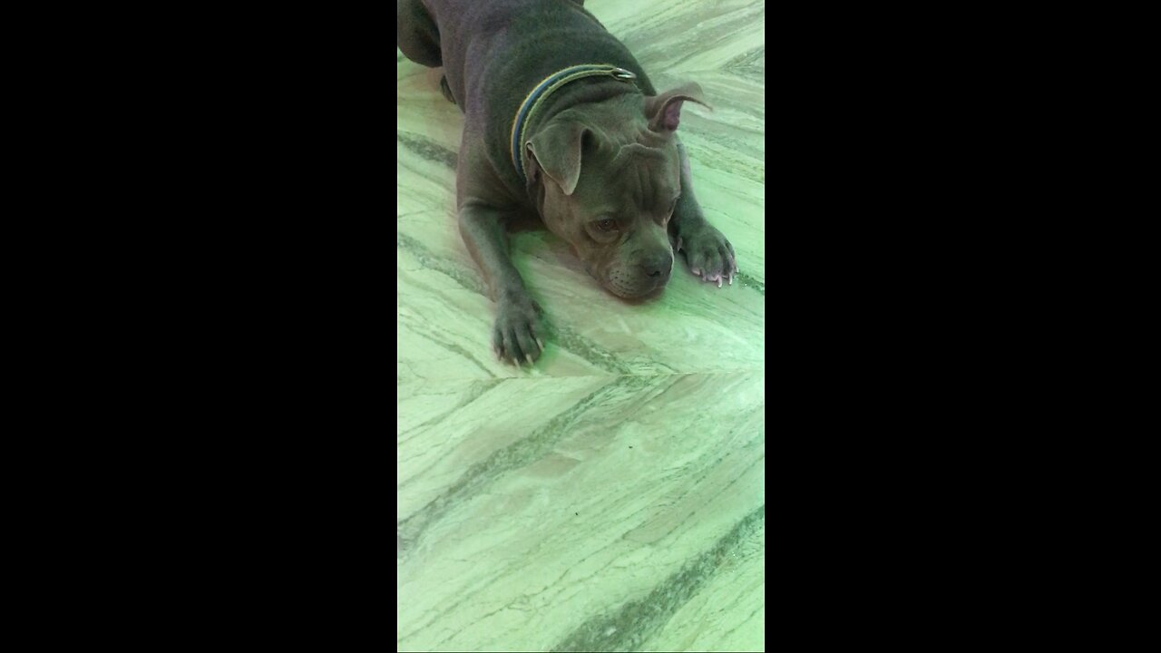 My hoom pet American bully Enjoy the Saturday