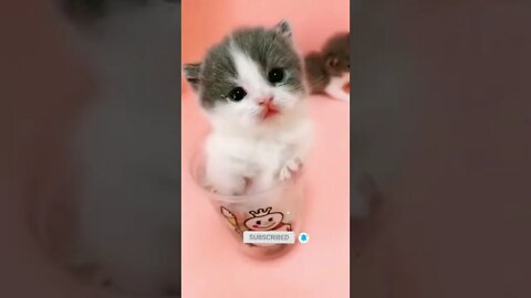 funny cat videos | cute cat videos| cute animals funny cats #shorts #shortsfunny #cutecat #funnycat