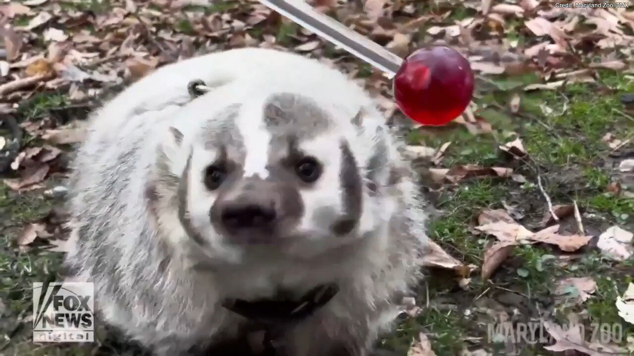 Zoo Animals Prepare To Be Traveling Ambassadors