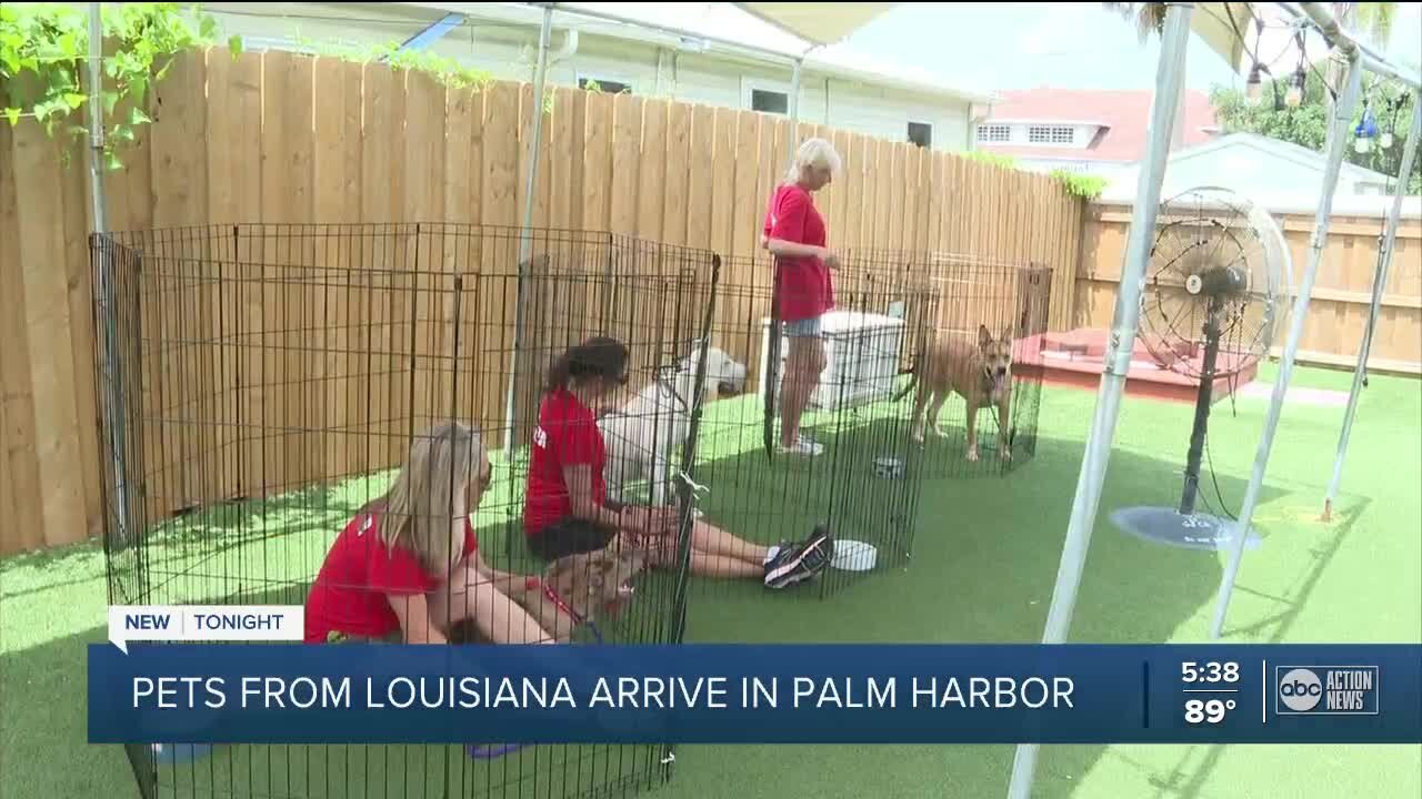 Dogs rescued from Hurricane Ida zone find homes in Pinellas County