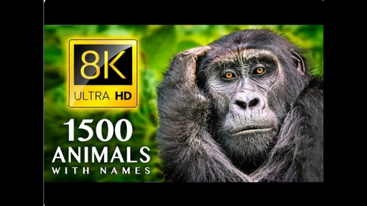 1500 ANIMALS NAMES and SOUNDS 8K ULTRA HD #8K #ANIMALS #BIRDS