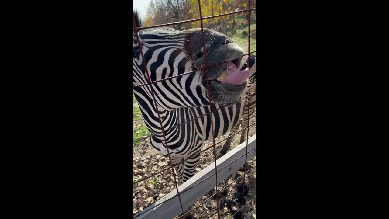 FUNNY ZEBRA WANTS MY PEANUTS🦓🤣