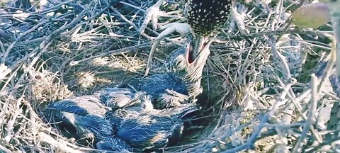 Baby bird eats a lizard in one bite