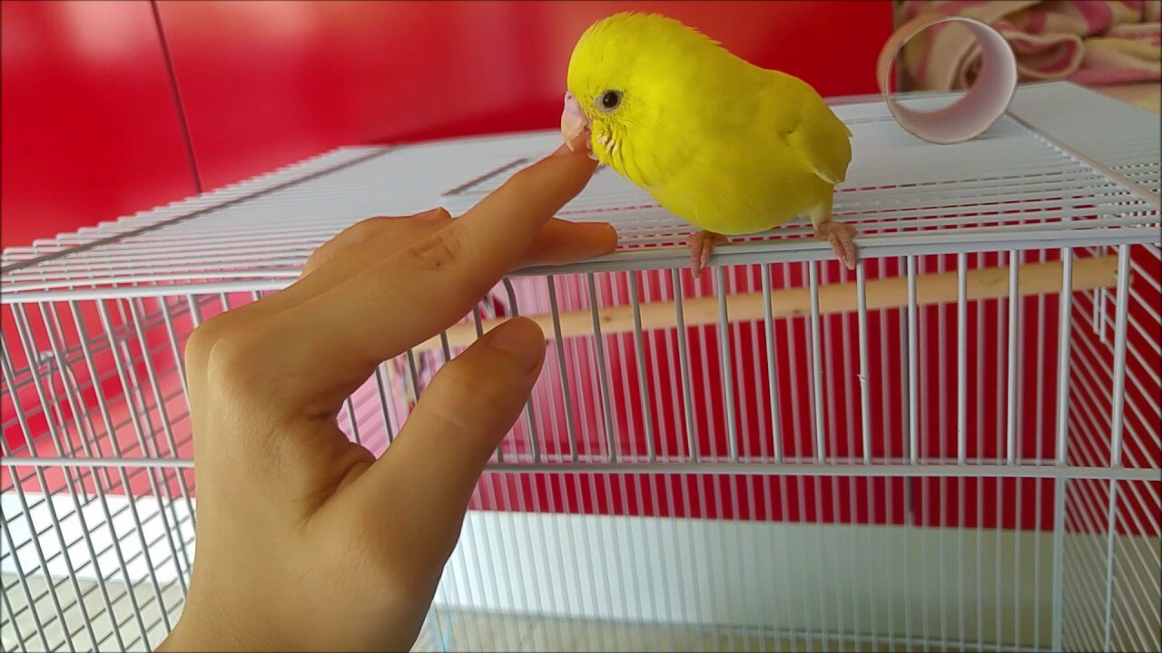 Daffodil - Budgies are REALLY Cuddly