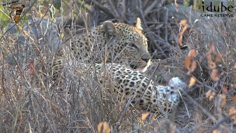 Leopard Family, Part 1