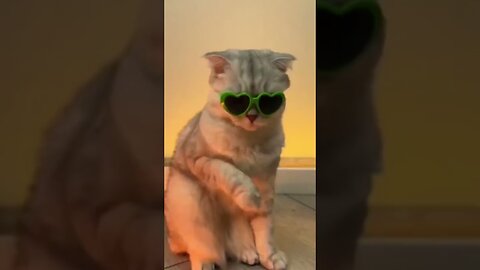 OMG WHAT DOES MY CAT DO WHILE I'M NOT AT HOME CAT FUNNY VIDEO😳 #cat #cats