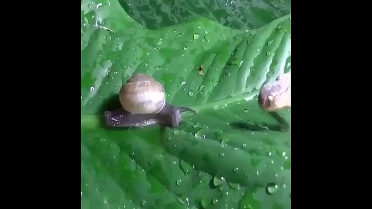 Video_Inside_Snakes_attack_the_snail_and