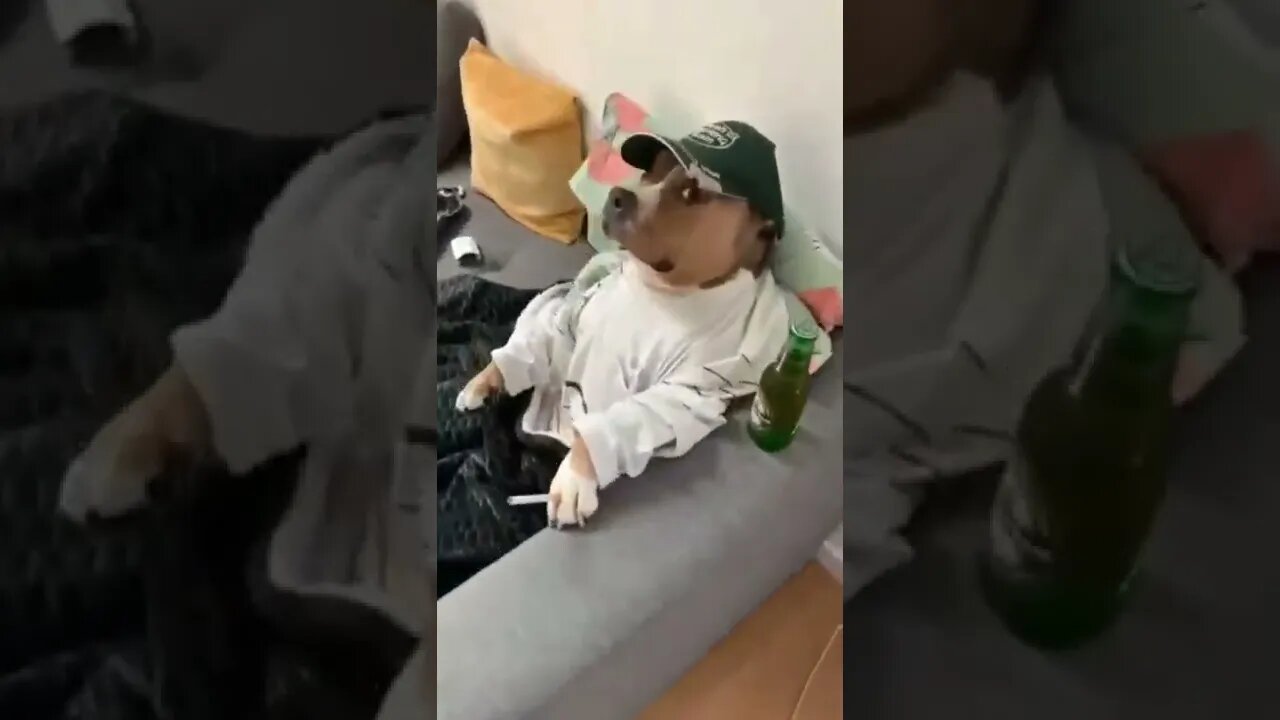 The Dog Boss