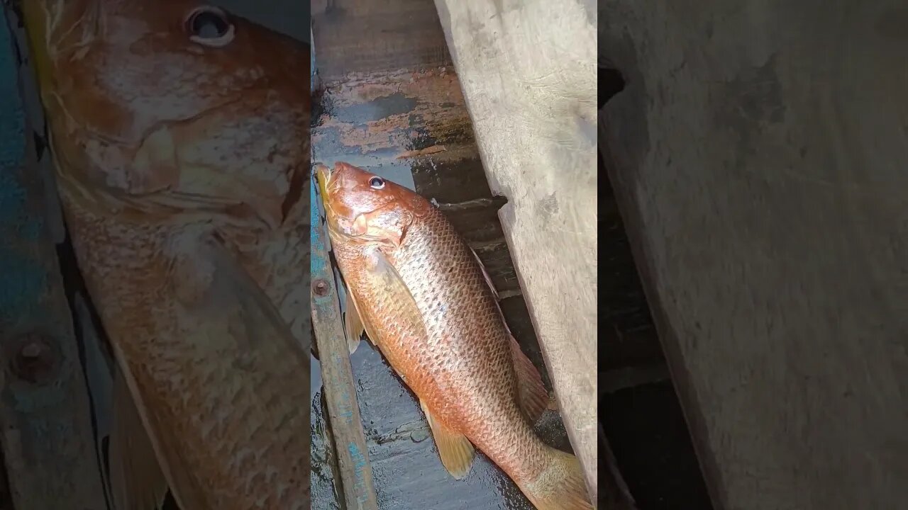 Big Red snapper #traditionalfisherman #fish #fishingnets